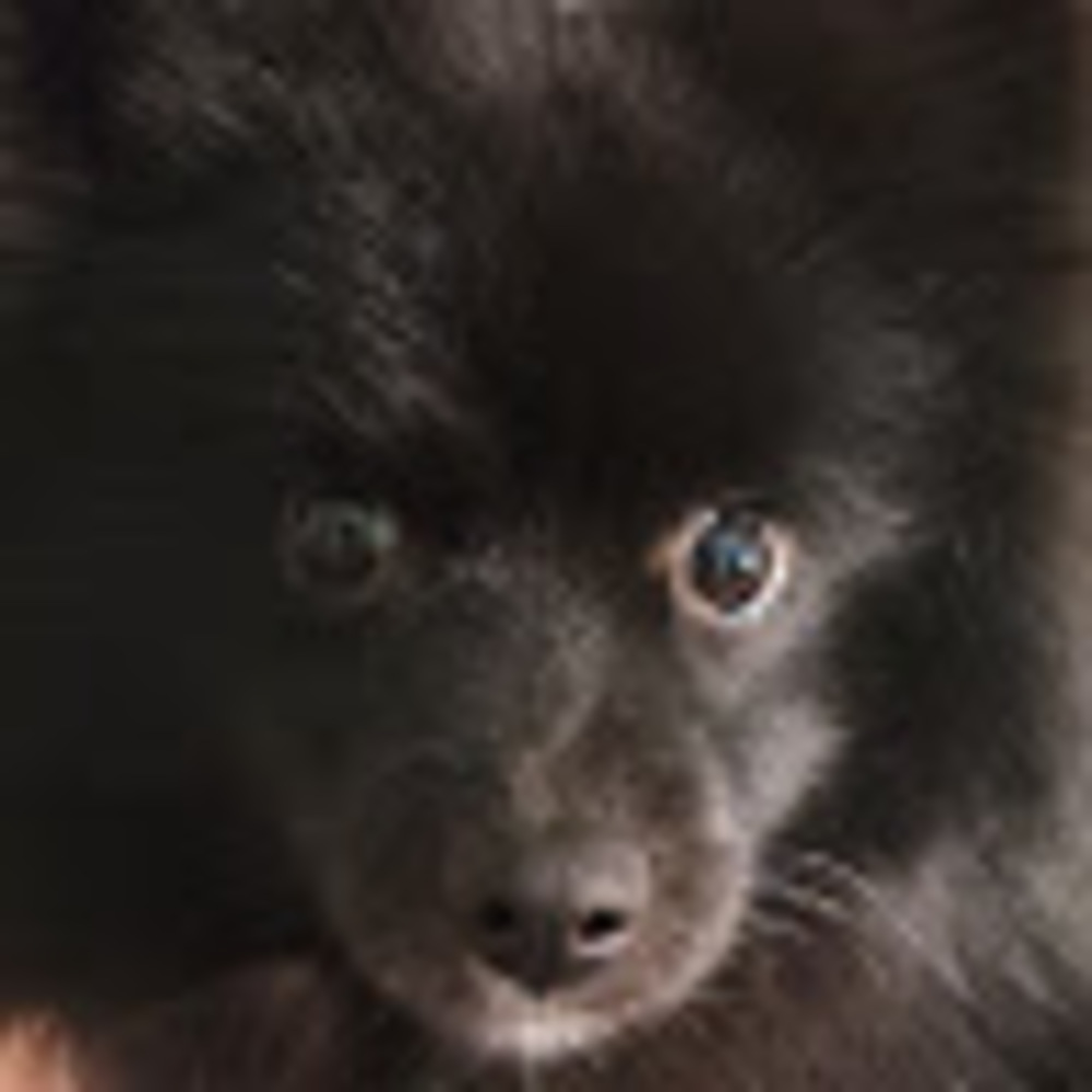 Meet your Posher, Silver